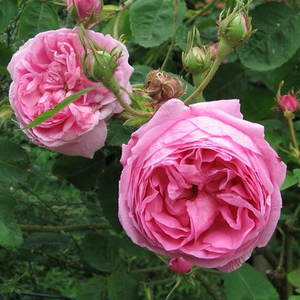 Roz - trandafir centifolia
